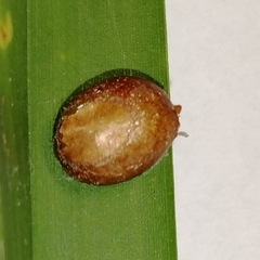 Euprosterna sapucaya