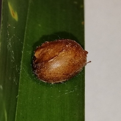 Euprosterna sapucaya