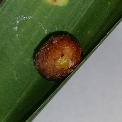 Euprosterna sapucaya