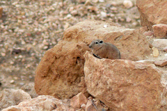 Common Gundi photo 3