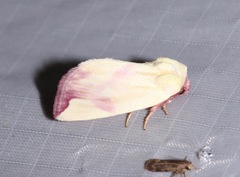 Thurberiphaga diffusa