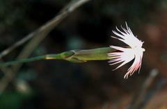 Dianthus namaensis