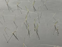 Eriocaulon aquaticum