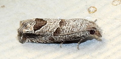 Suleima helianthana