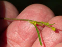 Bidens heterosperma