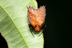 Micrathena clypeata