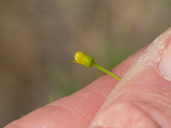 Bidens heterosperma