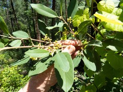 Frangula californica ursina