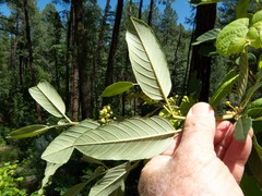 Frangula californica ursina