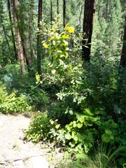 Frangula californica ursina