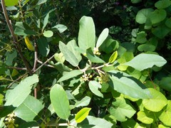 Frangula californica ursina