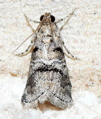 Pococera euphemella