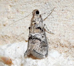 Pococera euphemella