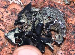 Xanthoparmelia hottentotta