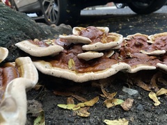 Ganoderma sessile