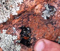 Xanthoparmelia hottentotta