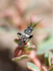 Spanagonicus albofasciatus