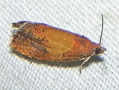 Olethreutes osmundana