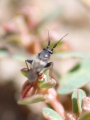 Spanagonicus albofasciatus