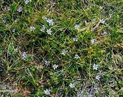 Romulea rosea australis