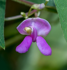 Phaseolus polystachios