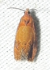 Olethreutes osmundana