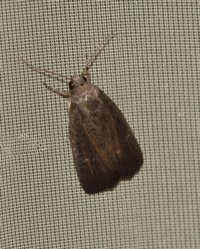 Porter's Rustic, 84430 Mondragon, Frankreich, photo 10 of 10