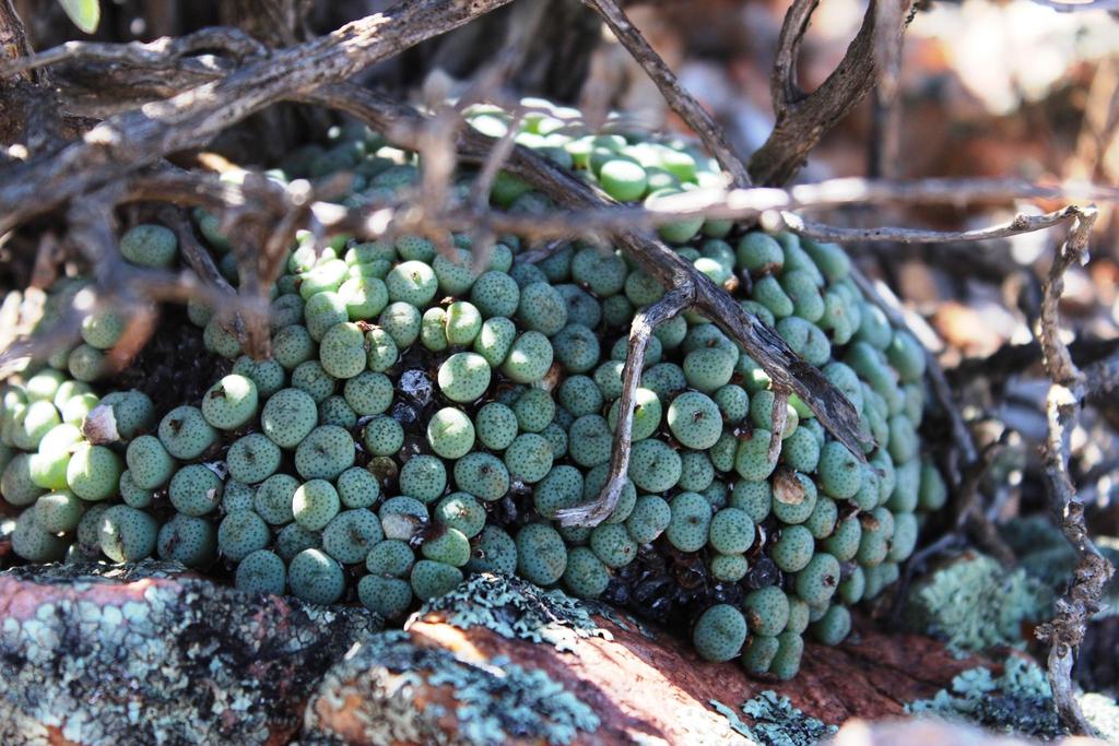 Conophytum jucundum, Northern Cape, ZA