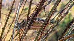 Steropleurus andalusius