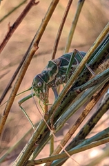 Steropleurus andalusius