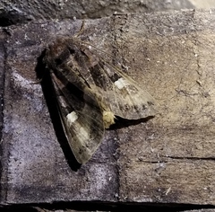 Euplexia