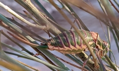 Steropleurus andalusius