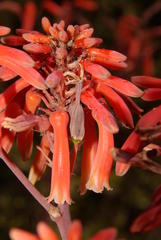 Aloe striata