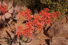 Aloe striata