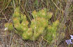 Serruria inconspicua