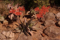 Aloe striata
