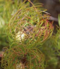 Serruria inconspicua