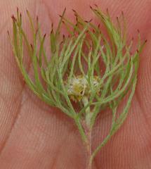 Serruria inconspicua