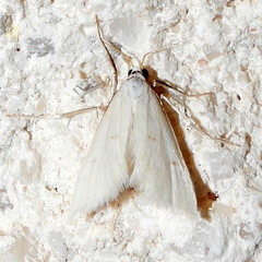 Leptosteges vestaliella