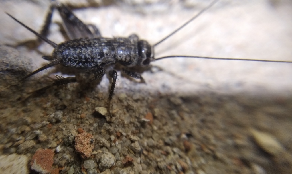 Eastern Cricket