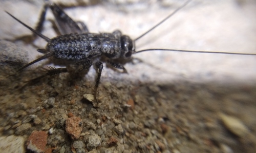 Eastern Cricket
