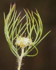 Serruria inconspicua