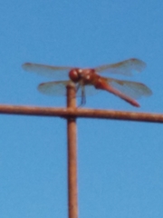 Sympetrum madidum