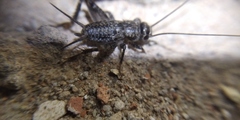 Modicogryllus frontalis