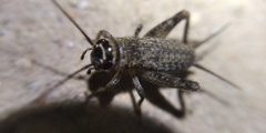 Modicogryllus frontalis