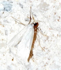 Leptosteges vestaliella