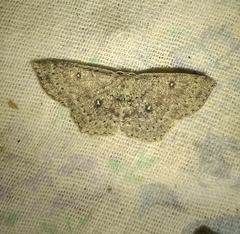 Cyclophora pendularia