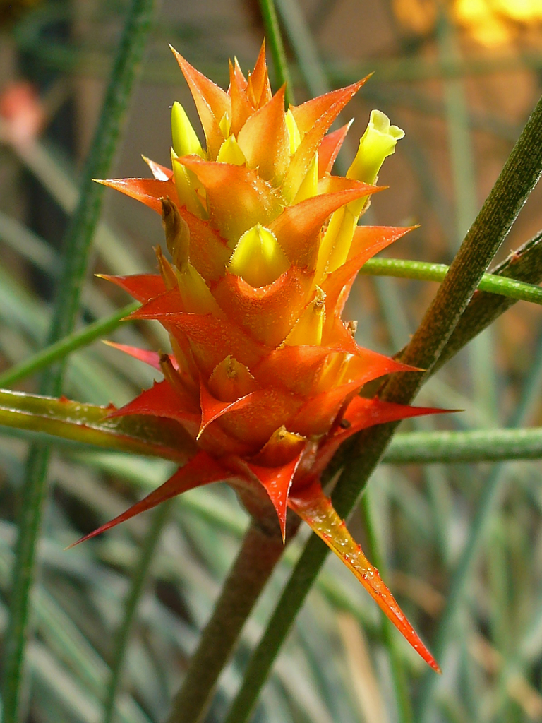 pinecone bromeliad