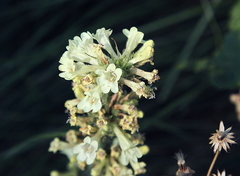 Penstemon attenuatus