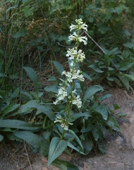 Penstemon attenuatus